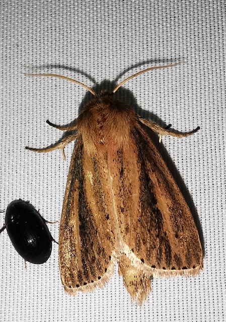 Globia sparganii - nagy nádibagoly