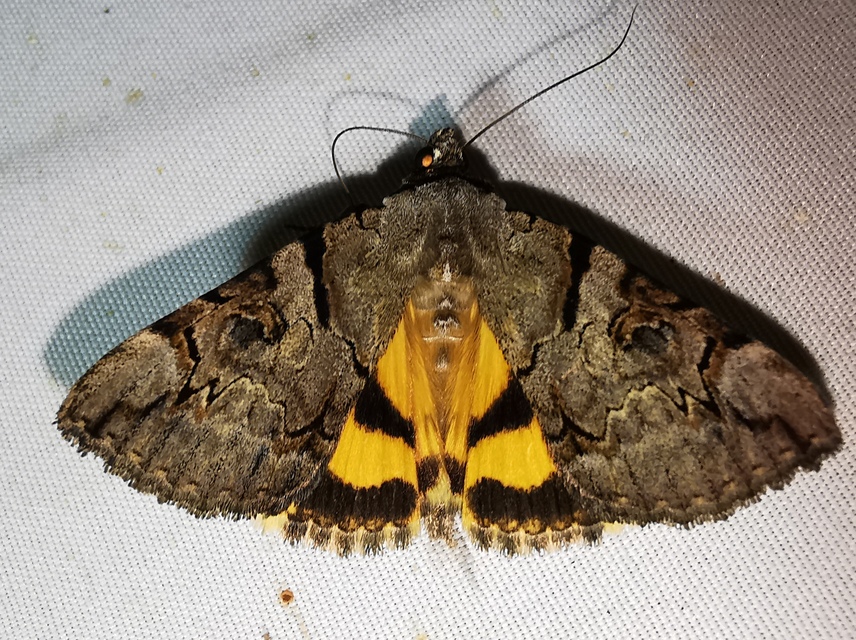 Catocala hymenaea - kökény-övesbagoly
