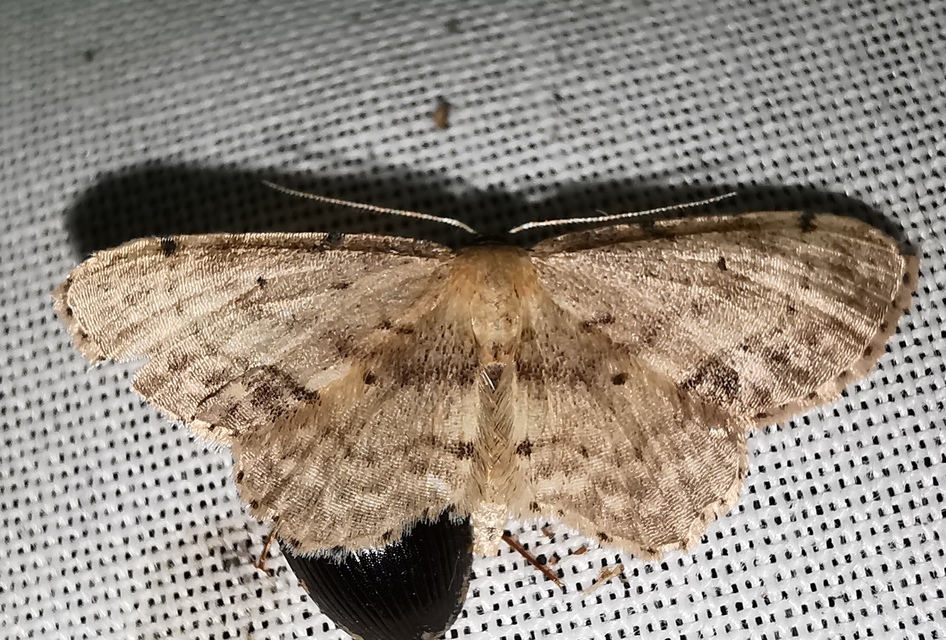 Idaea dimidiata - gyakori apróaraszoló