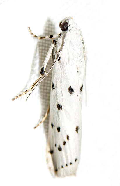 Myelois circumvoluta - pettyes karcsúmoly