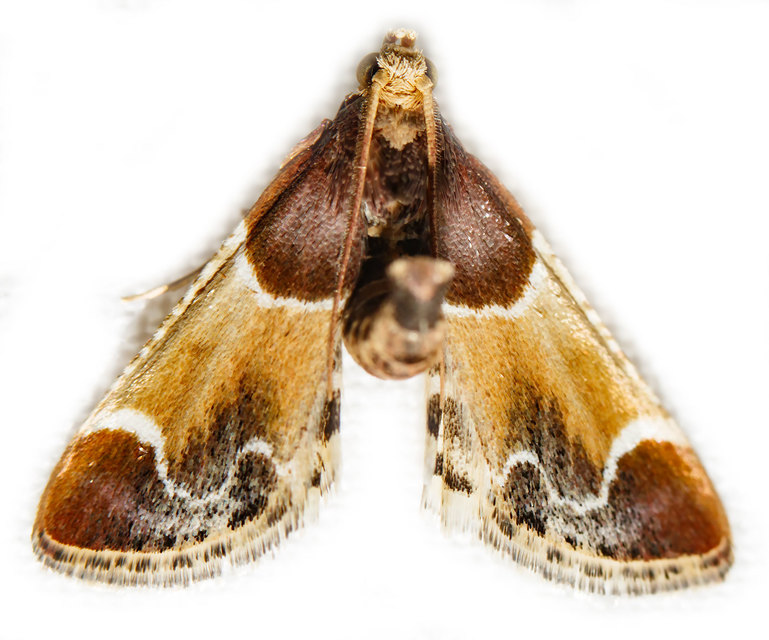 Pyralis farinalis - lisztilonca