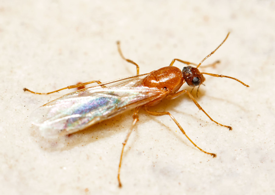 Colobopsis truncata - kapushangya