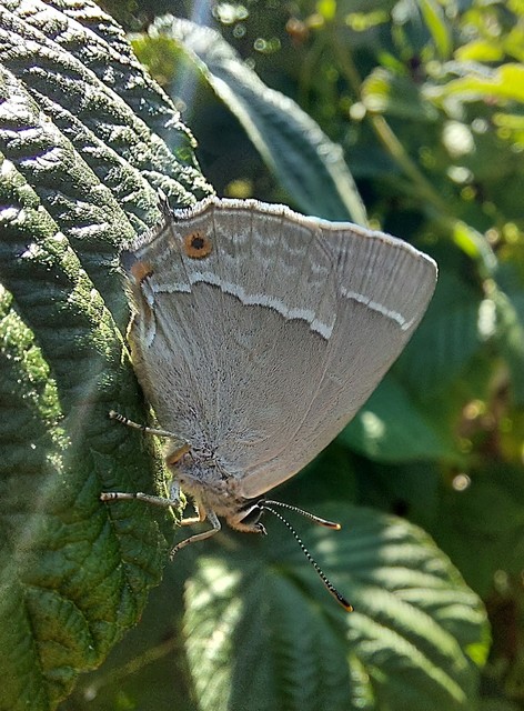 Neozephyrus quercus - tölgyfalepke