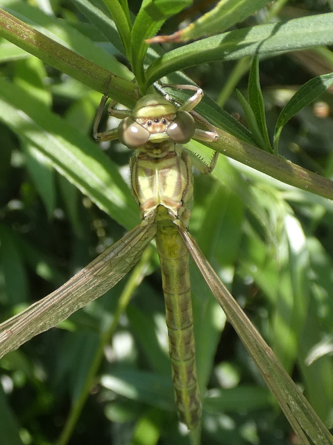 Gomphus flavipes - sárgalábú folyami-szitakötő