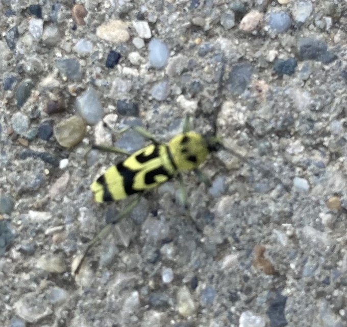 Chlorophorus varius - díszes darázscincér