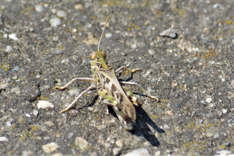 Oedaleus decorus - szalagos sáska