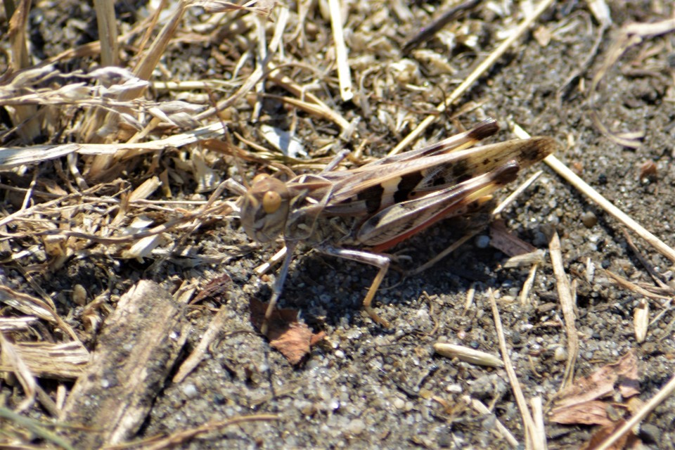 Oedaleus decorus - szalagos sáska
