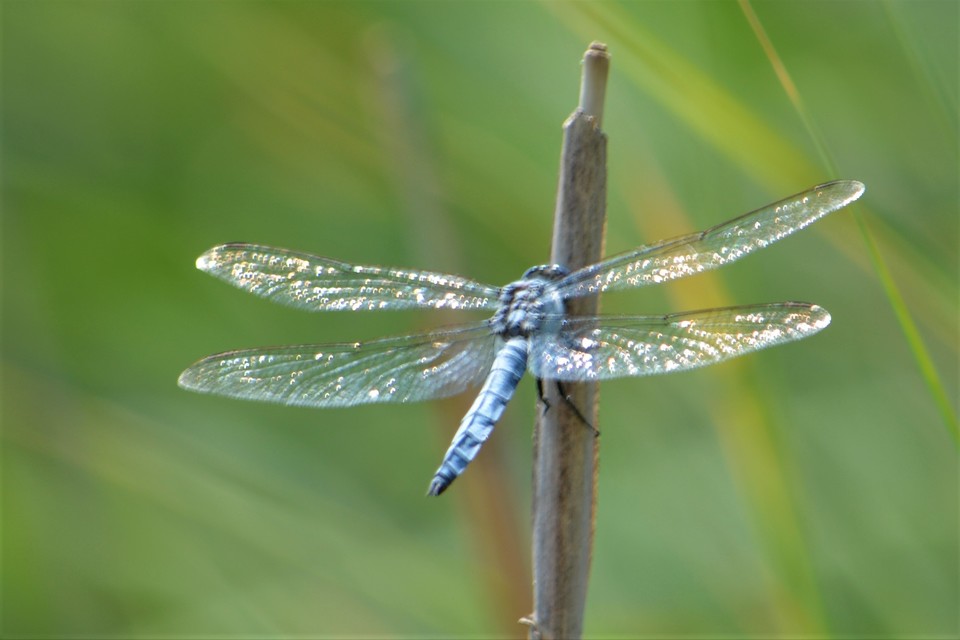 Orthetrum brunneum - pataki pásztorszitakötő