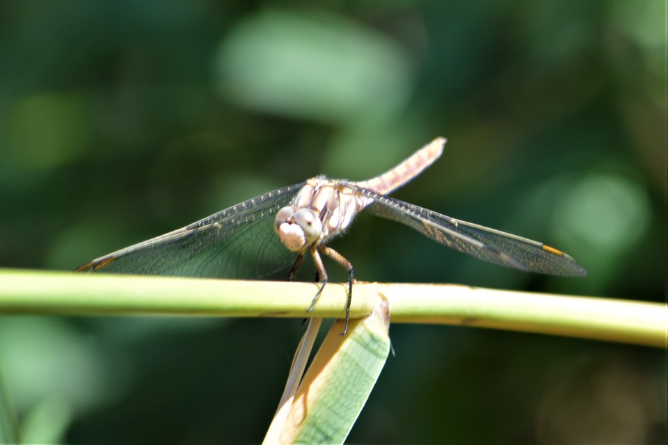 Orthetrum brunneum - pataki pásztorszitakötő
