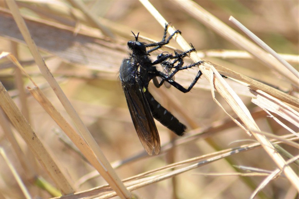 Dasypogon