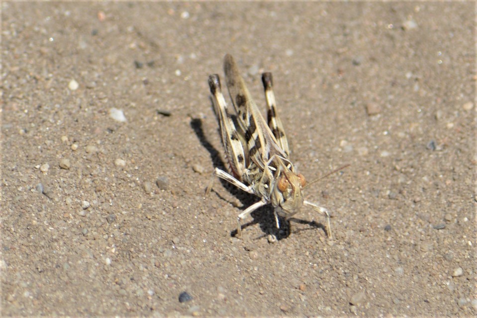 Oedaleus decorus - szalagos sáska