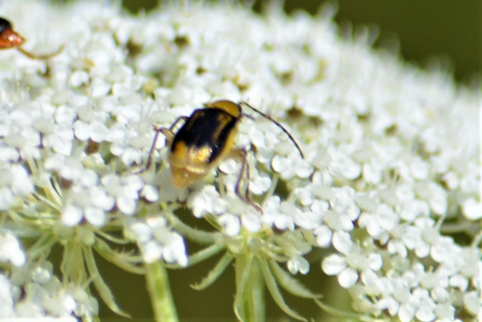 Diabrotica virgifera - amerikai kukoricabogár