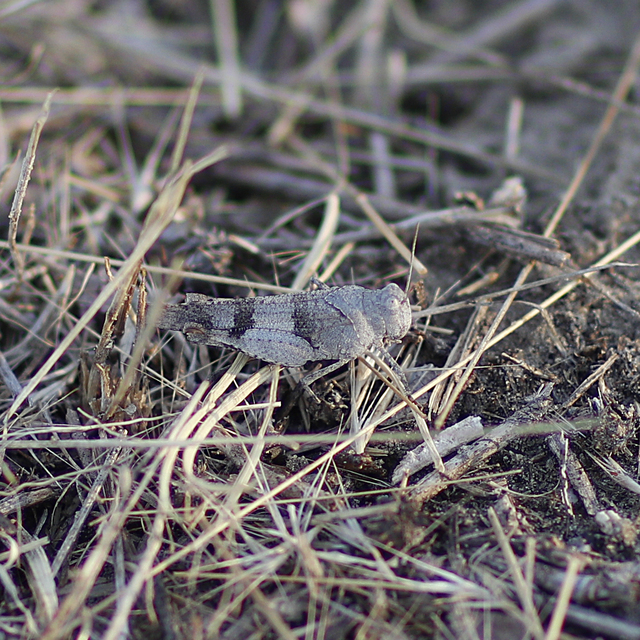 Oedipoda caerulescens - kékszárnyú sáska