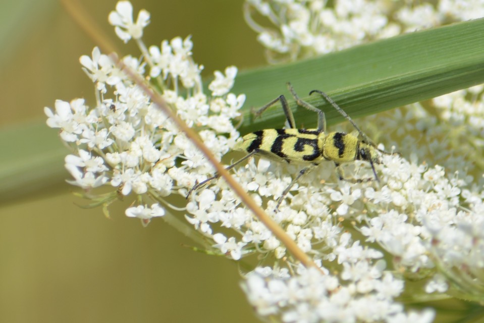 Chlorophorus varius - díszes darázscincér
