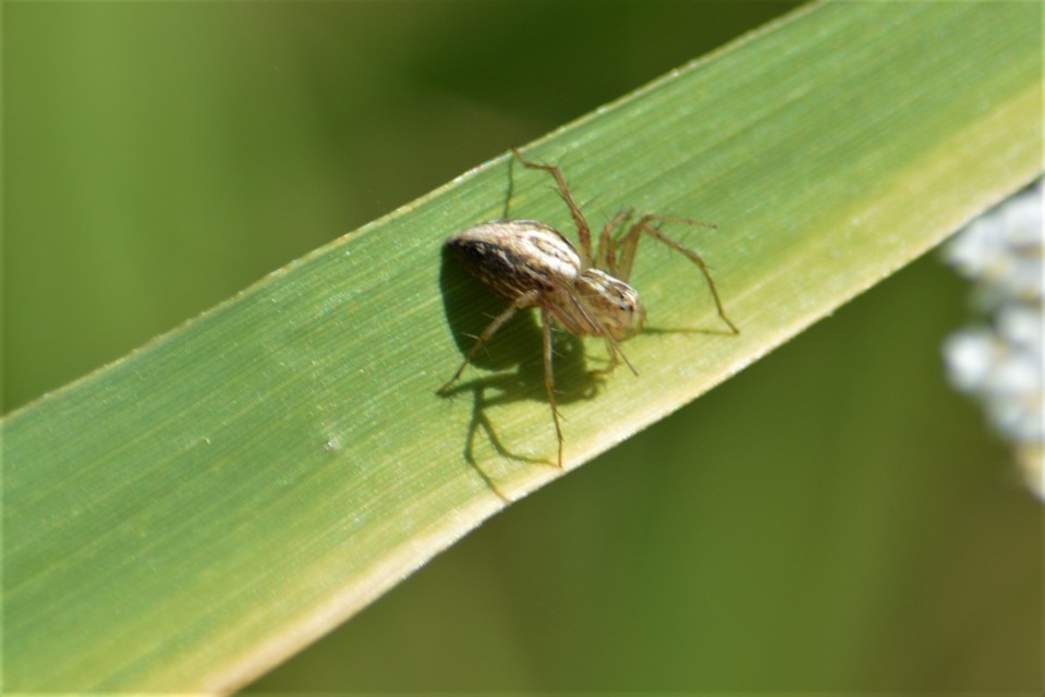 Oxyopes lineatus