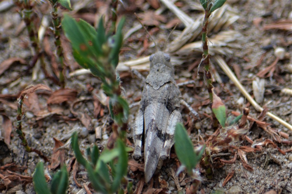 Oedipoda caerulescens - kékszárnyú sáska