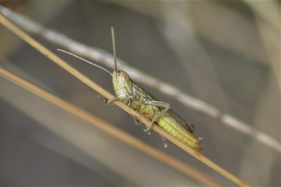Euchorthippus declivus - rövidszárnyú rétisáska