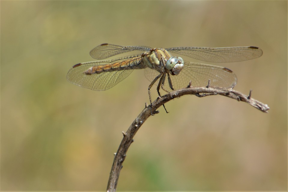 Orthetrum brunneum - pataki pásztorszitakötő