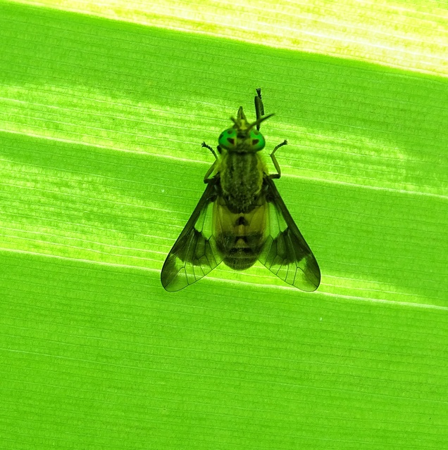 Chrysops