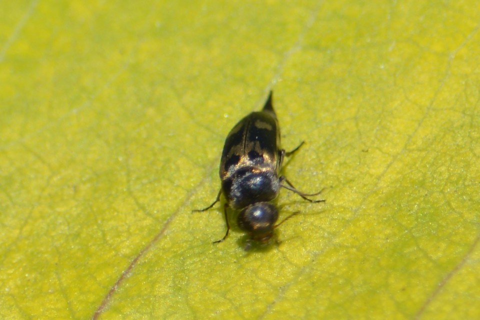 Variimorda villosa - szalagos maróka