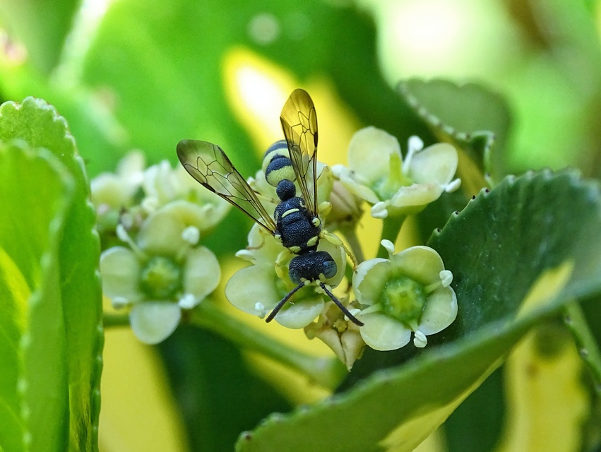 Hymenoptera - Hártyásszárnyúak