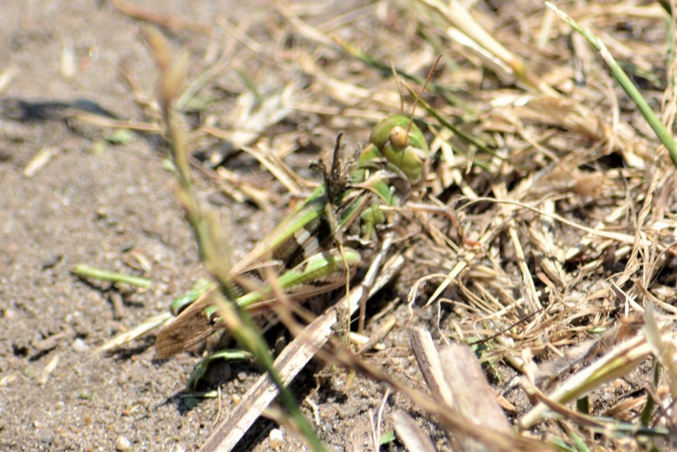 Oedaleus decorus - szalagos sáska