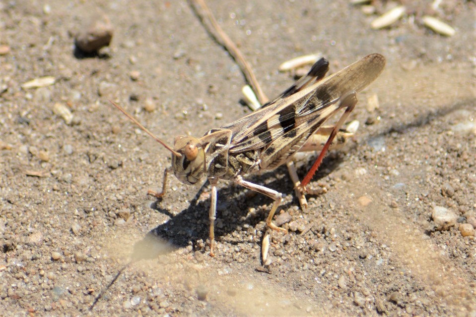 Oedaleus decorus - szalagos sáska