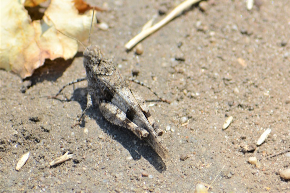Oedipoda caerulescens - kékszárnyú sáska