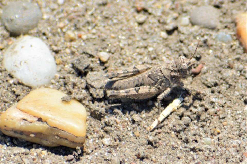 Acrotylus insubricus - önbeásósáska