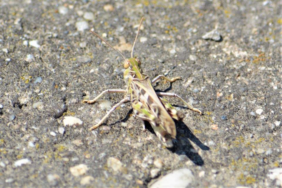 Oedaleus decorus - szalagos sáska