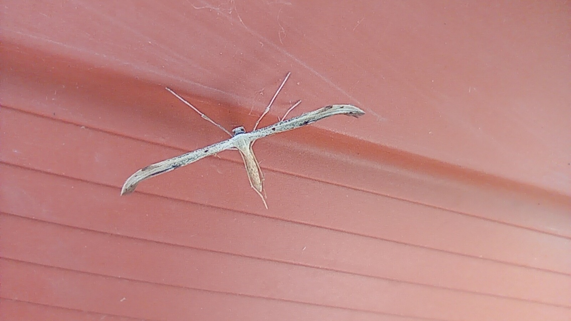Emmelina monodactyla/argoteles