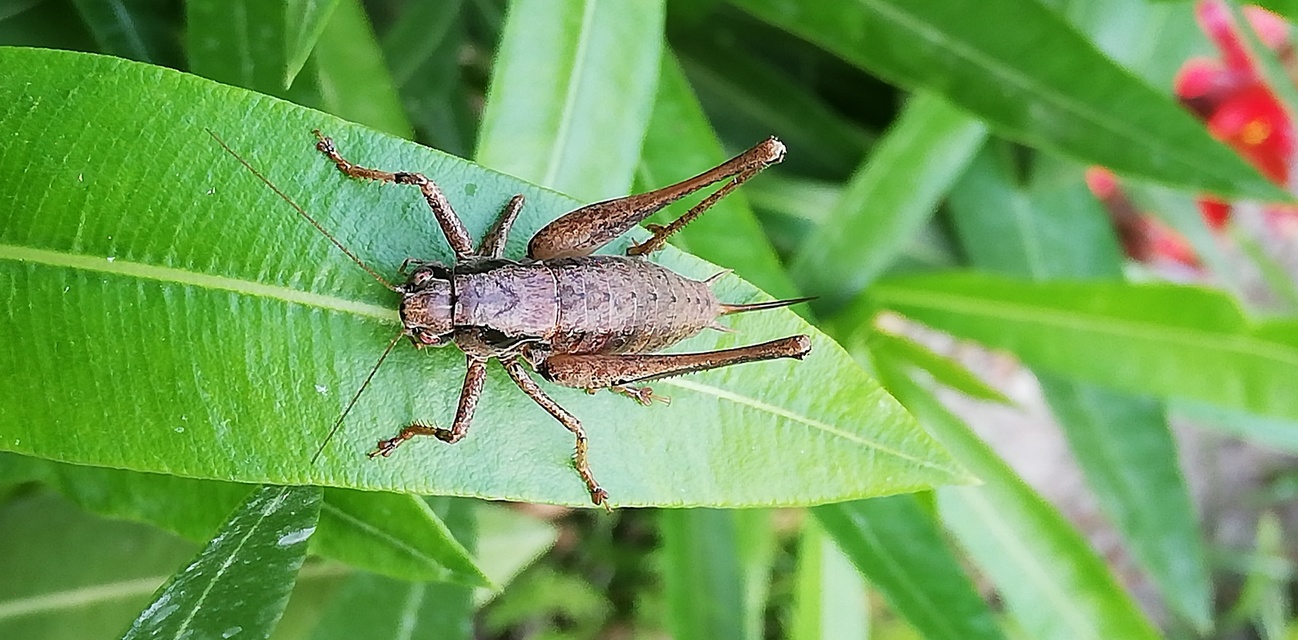 Pholidoptera griseoaptera - szürke avarszöcske