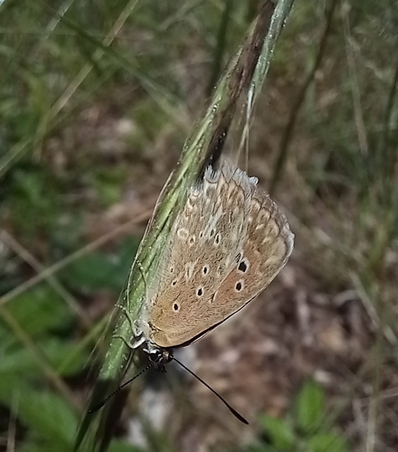 Polyommatus daphnis - csipkés boglárka