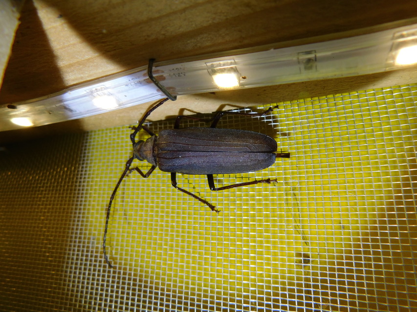 Aegosoma scabricorne - diófacincér