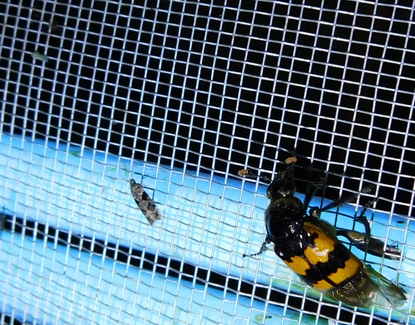 Nicrophorus vespillo - közönséges temetőbogár