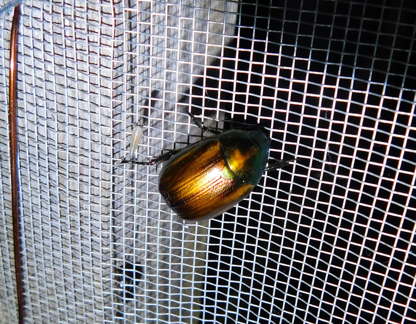 Anomala dubia - kis fináncbogár