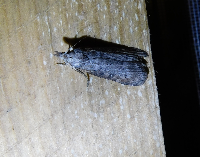 Lamoria anella - törmelékmoly