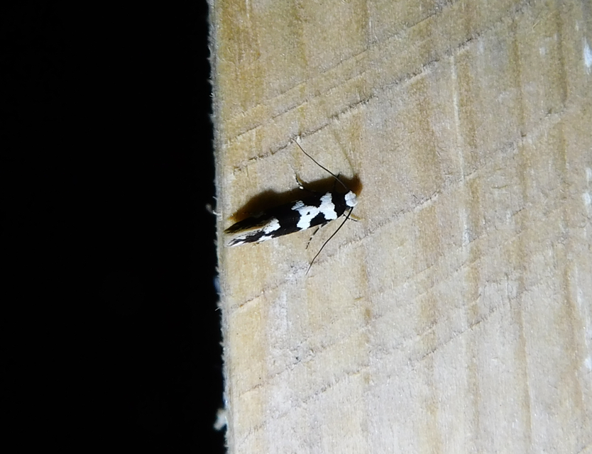 Neurothaumasia ankerella - magyarmoly