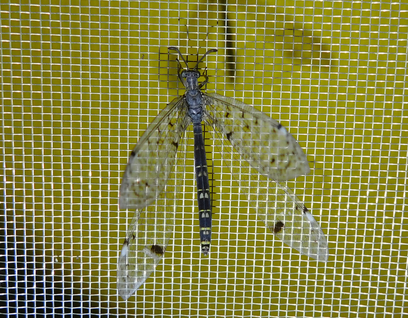Distoleon tetragrammicus - négyfoltos hangyaleső