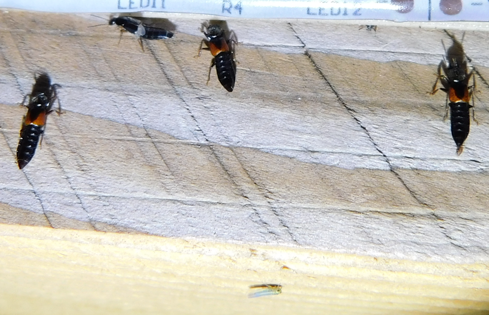 Bledius tricornis - háromszarvú ásóholyva Bledius tricornis - háromszarvú ásóholyva