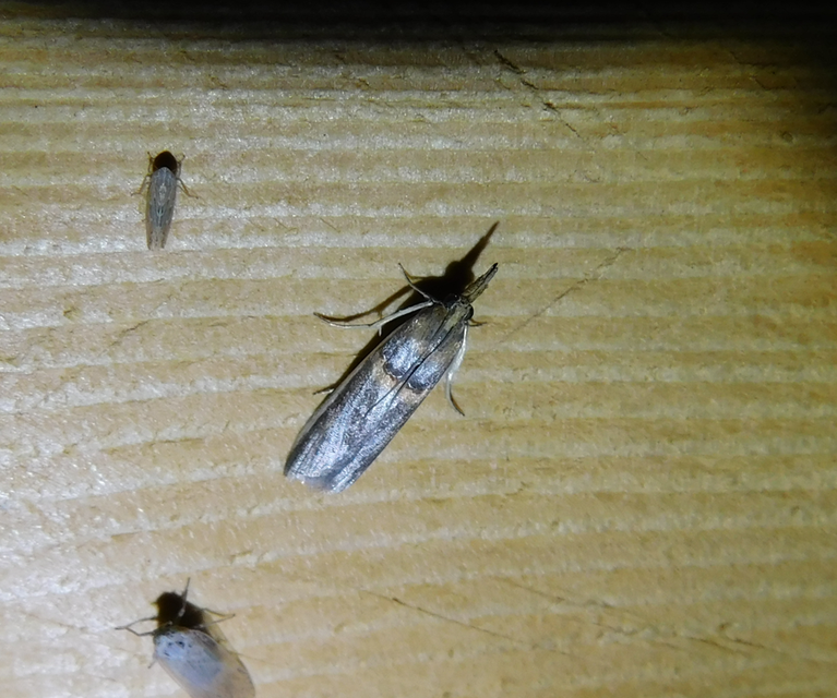 Etiella zinckenella - akácmoly