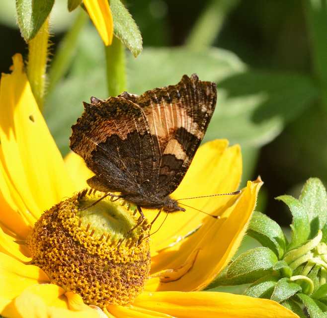 Nymphalis urticae - kis rókalepke