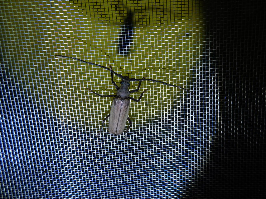Aegosoma scabricorne - diófacincér