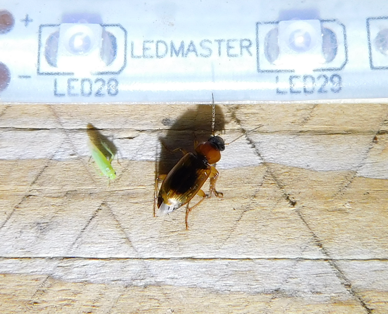 Stenolophus discophorus - kisfoltos turzásfutó