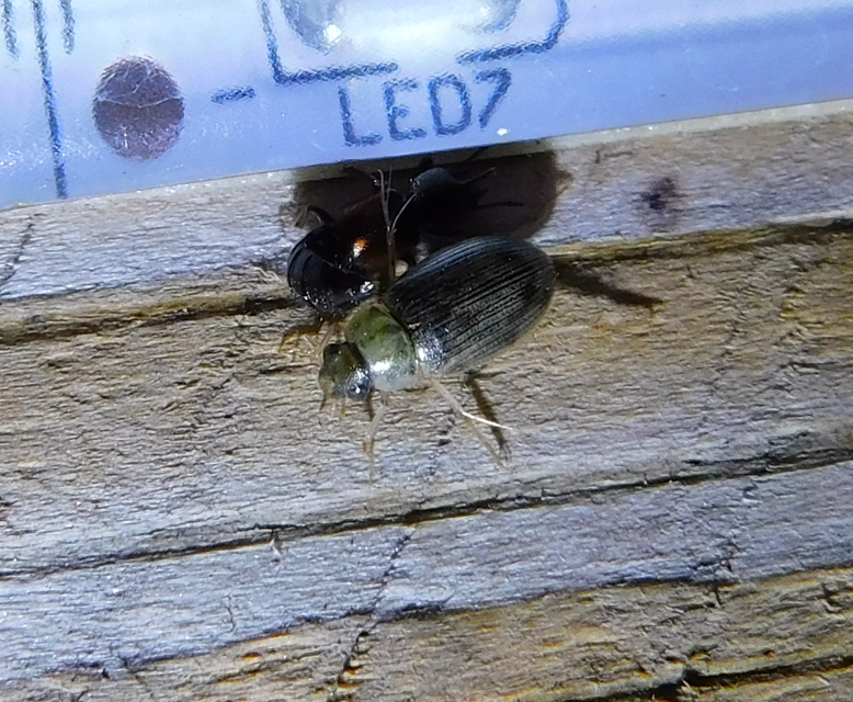Berosus Berosus