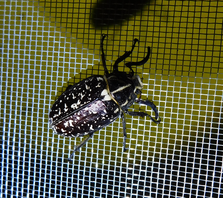 Polyphylla fullo - csapó cserebogár