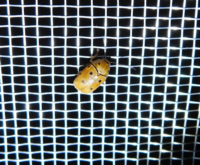 Cryptocephalus octomaculatus - nyolcfoltos zömökbogár