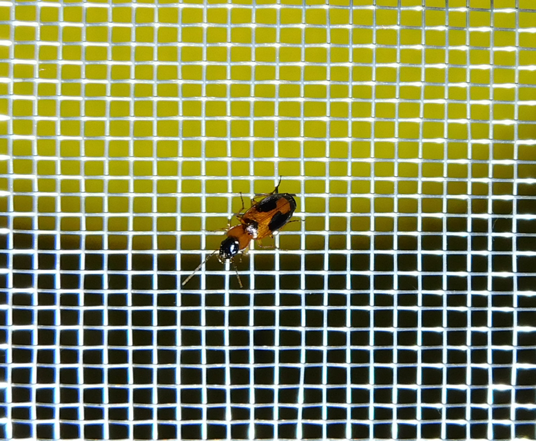 Badister meridionalis - közönséges posványfutonc