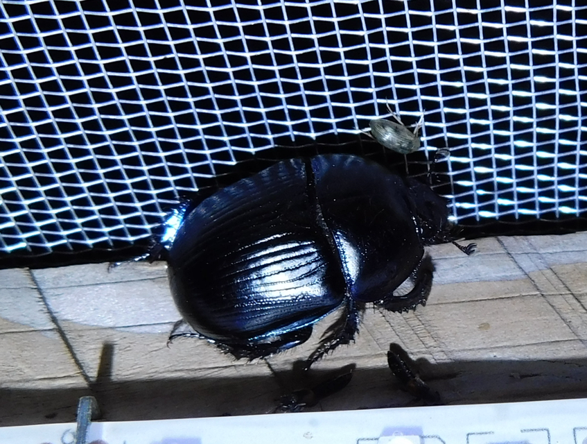 Geotrupes spiniger - közönséges álganéjtúró