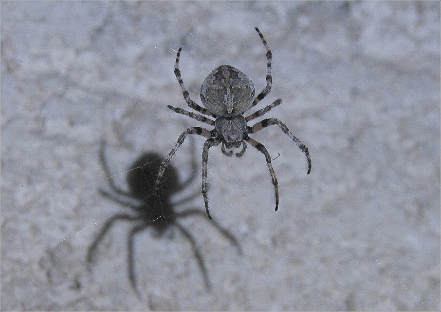 Araneus circe/angulatus
